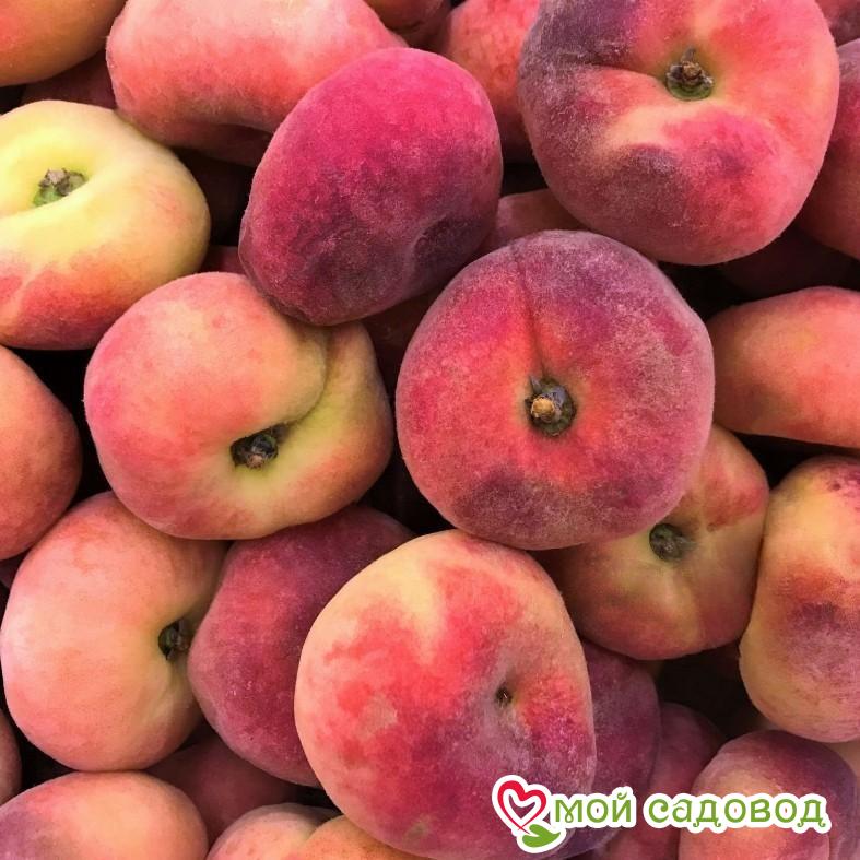 Персик Инжирный (-30°)